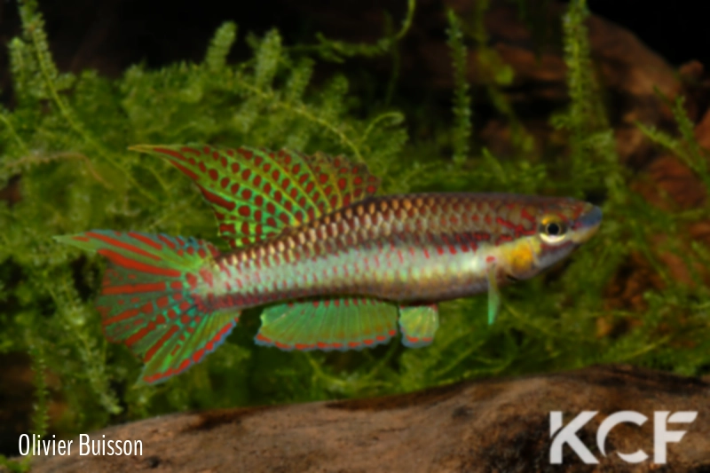 Aphyo. Chromaphyosemion koungueense Mouanko ADGP 11-35 male adulte 