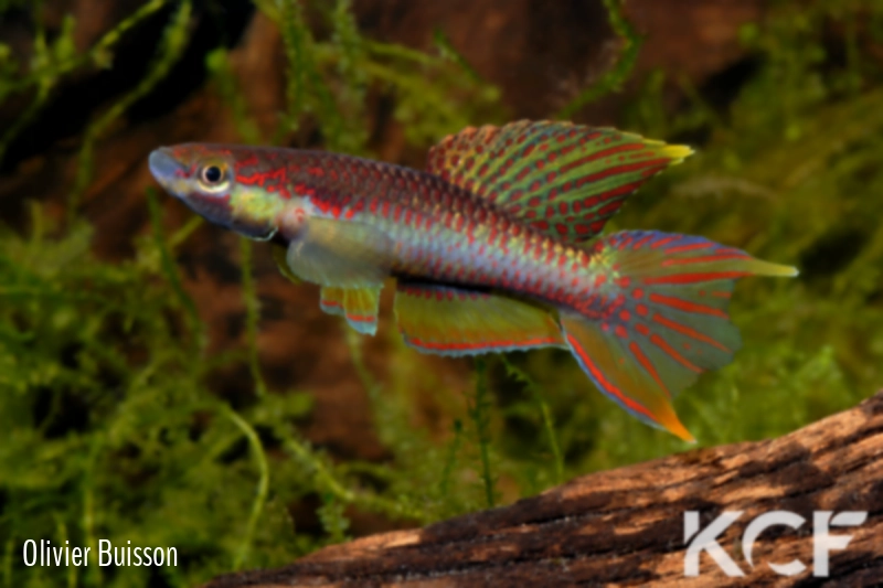 Aphyo. Chromaphyosemion koungueense Mouanko ADGP 11-35 male adulte 