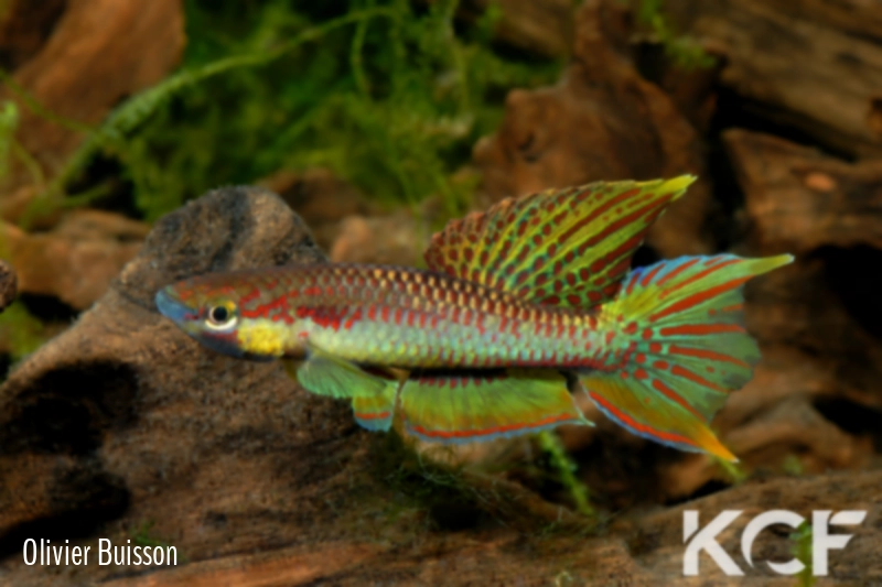 Aphyo. Chromaphyosemion koungueense Mouanko ADGP 11-35 male adulte 