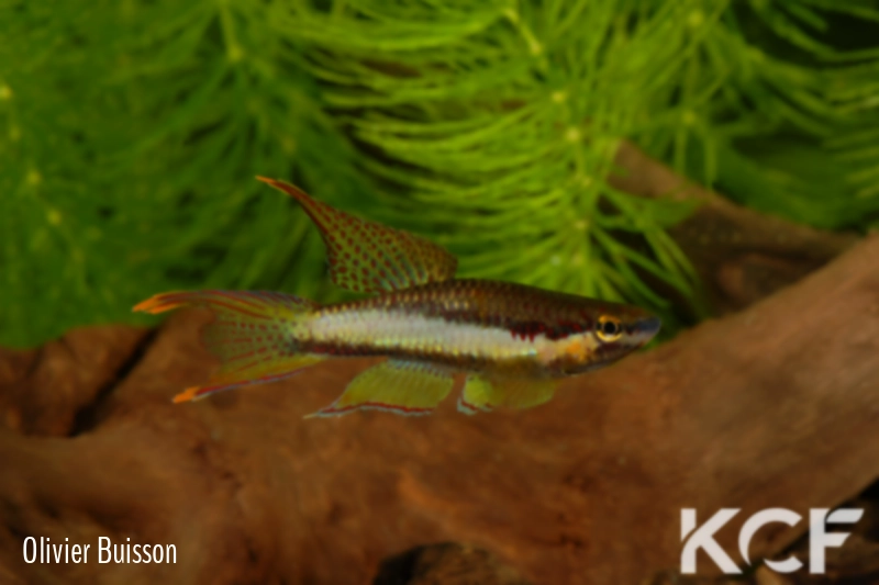 Aphyo. Chromaphyosemion koungueense Ndog Bong CBL 01-10 male adulte 