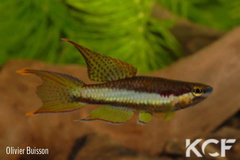 Aphyo. Chromaphyosemion koungueense Ndog Bong CBL 01-10 male adulte 