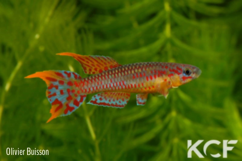 Aphyo. Chromaphyosemion loennbergii Nkakanzock CBL 01-13 male adulte 