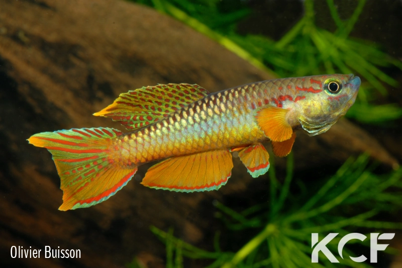 Aphyo. Chromaphyosemion omega Ouest Cellulam ABK 10-324 male adulte 