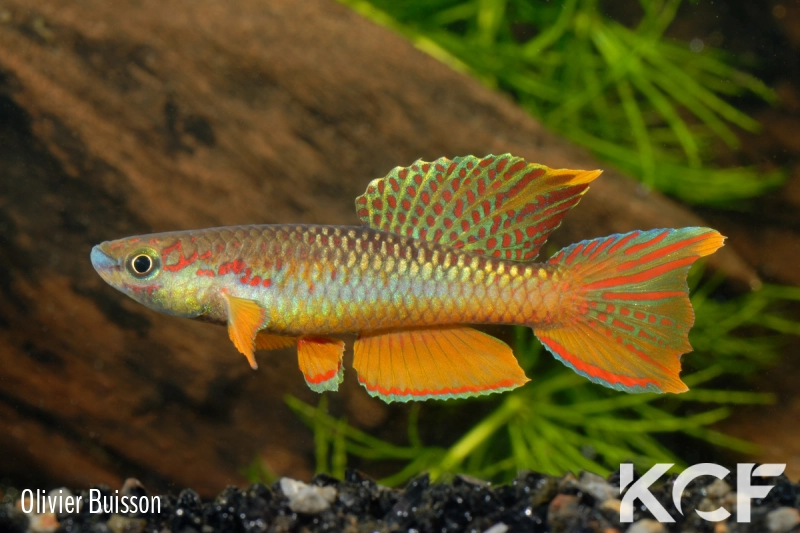 Aphyo. Chromaphyosemion omega Ouest Cellulam ABK 10-324 male adulte 