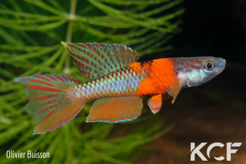 Aphyo. Chromaphyosemion omega Point de Dieu ADK 09-300 male adulte 