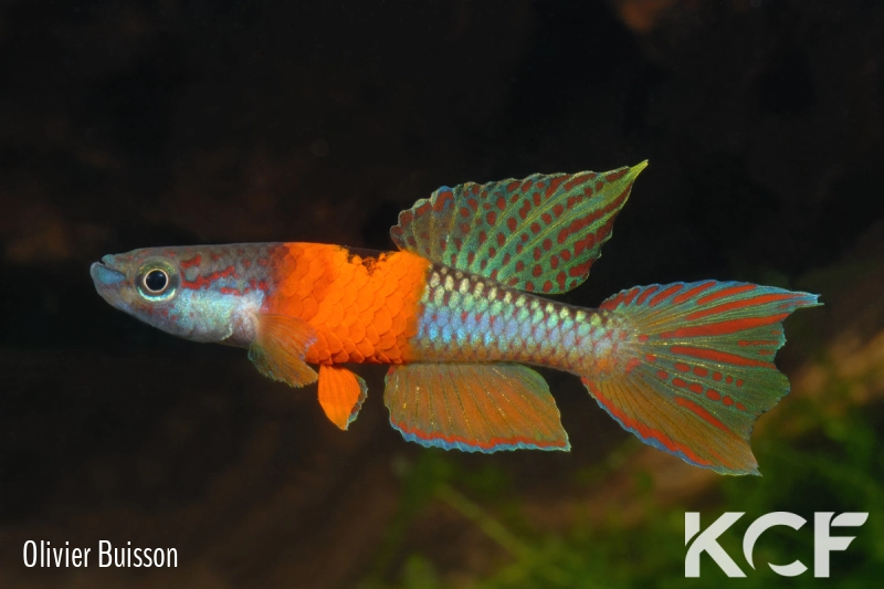 Aphyo. Chromaphyosemion omega Point de Dieu ADK 09-300 male adulte 