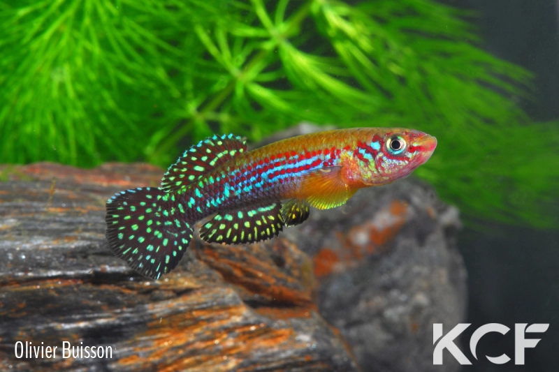 Fundulopanchax gresensi Takwai 2003 male adulte 