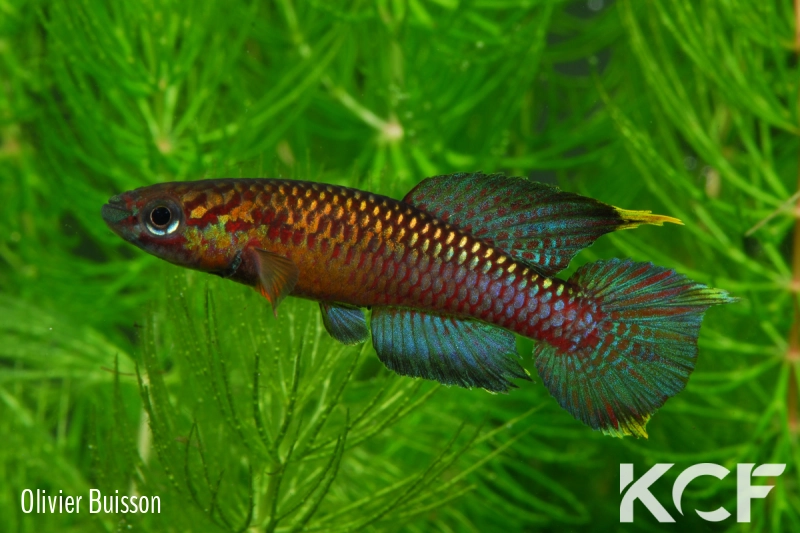 Aphyo. Chromaphyosemion poliaki Ekandé Sud Bolifamba CBL 01-23 male adulte 