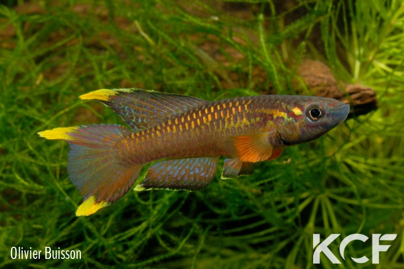 Aphyo. Chromaphyosemion poliaki Mousaka ADK 10-326 male adulte 