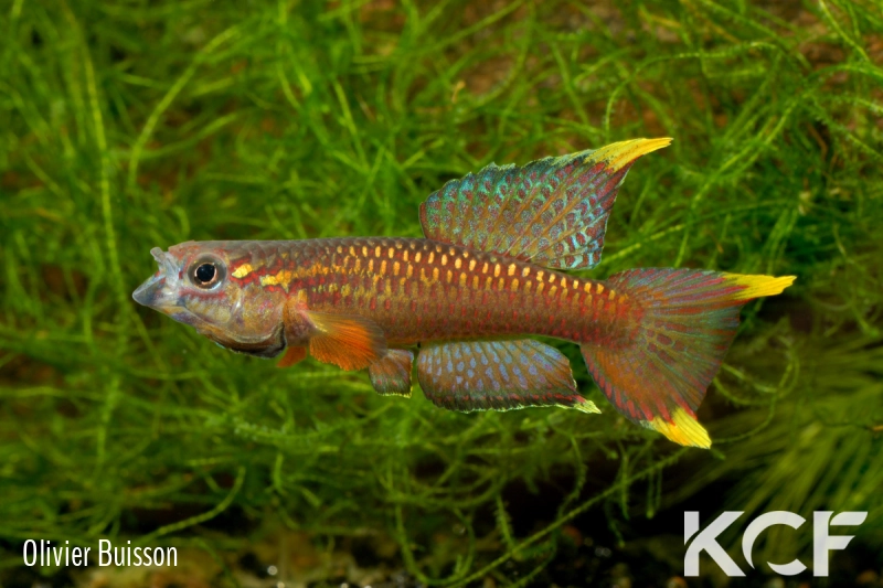 Aphyo. Chromaphyosemion poliaki Mousaka ADK 10-326 male adulte 