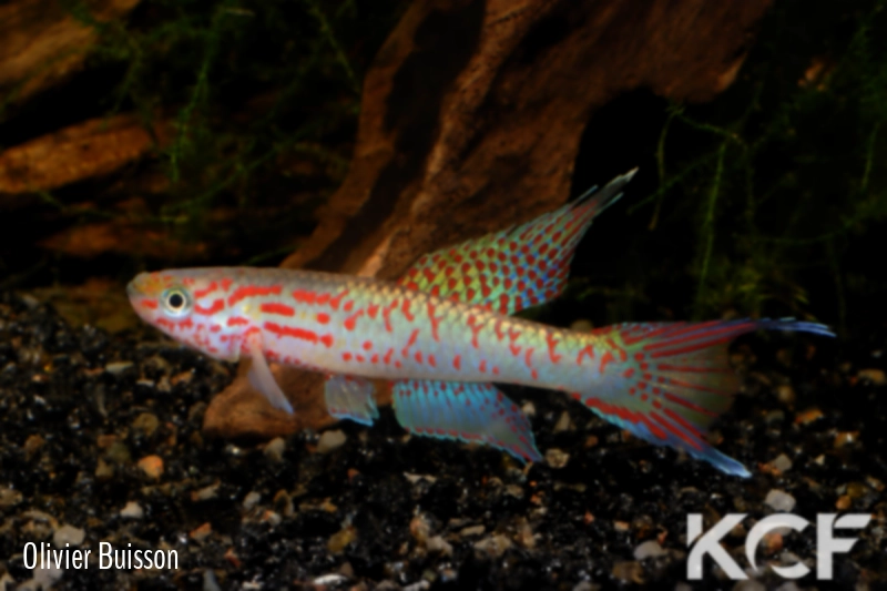 Aphyo. Chromaphyosemion riggenbachi Cellucam ADK 09-299 male adulte 