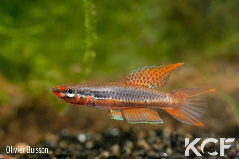 Aphyo. Chromaphyosemion rubrogaster Niengué GLC 14 male adulte 