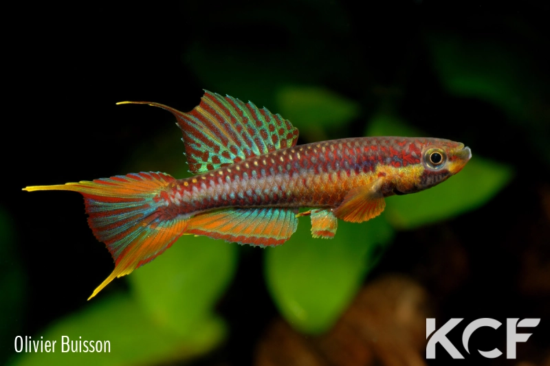 Aphyo. Chromaphyosemion volcanum Kompina KV 03-21 male adulte 