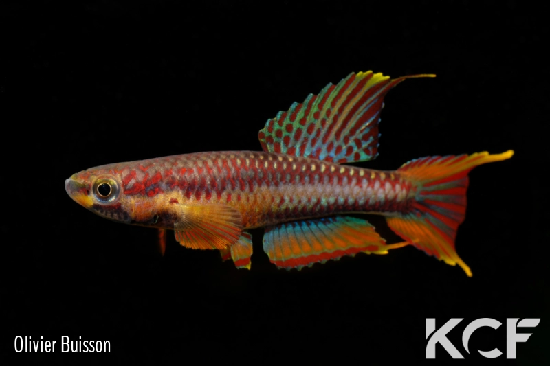 Aphyo. Chromaphyosemion volcanum Kompina KV 03-21 male adulte 