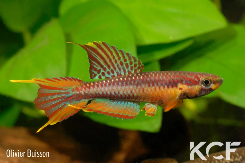 Aphyo. Chromaphyosemion volcanum Kompina KV 03-21 male adulte 