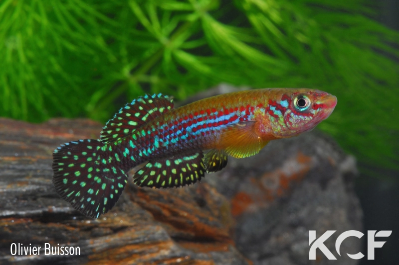 Fundulopanchax gresensi Takwai 2003 male adulte 