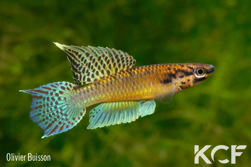 Aphyo. Chromaphyosemion sp. Ndaminzé GLC14 male adulte 