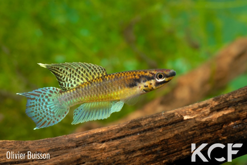 Aphyo. Chromaphyosemion sp. Ndaminzé GLC14 male adulte 