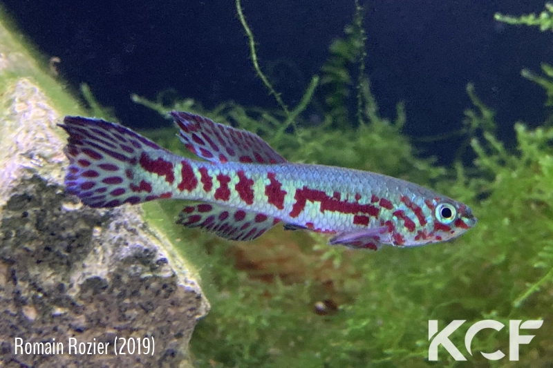 Fundulopanchax puerzli 16km Nord Bonepoupa C 89-18 (2005) male adulte 