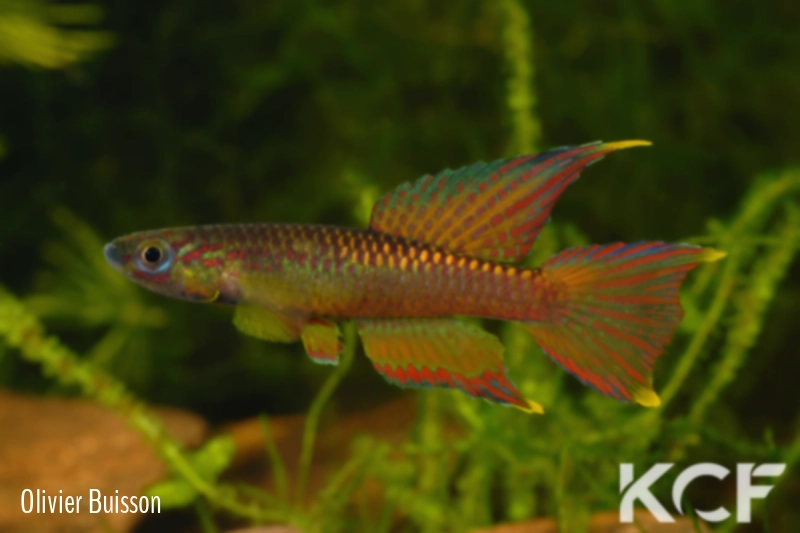 Aphyo. Chromaphyosemion volcanum Chutes d