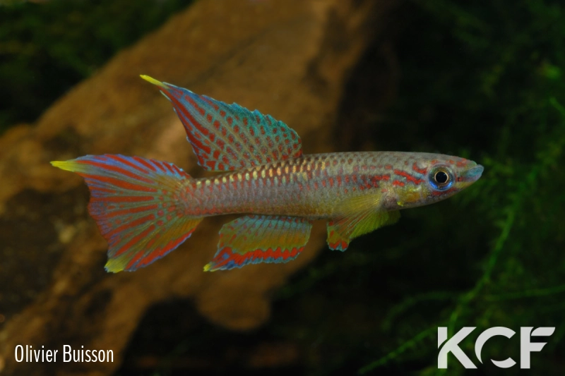 Aphyo. Chromaphyosemion volcanum Chutes d