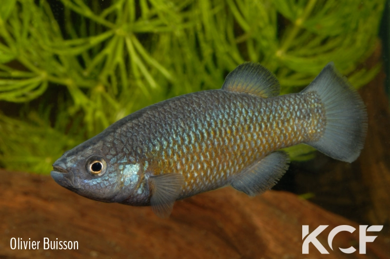 Crenichthys baileyi baileyi  male adulte 