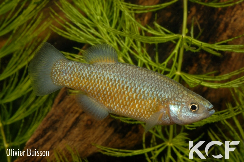 Crenichthys baileyi baileyi  male adulte 