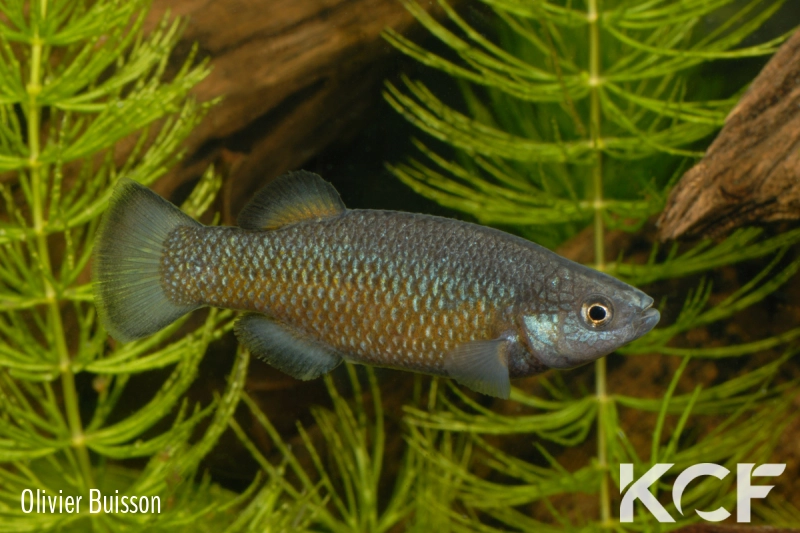 Crenichthys baileyi baileyi  male adulte 