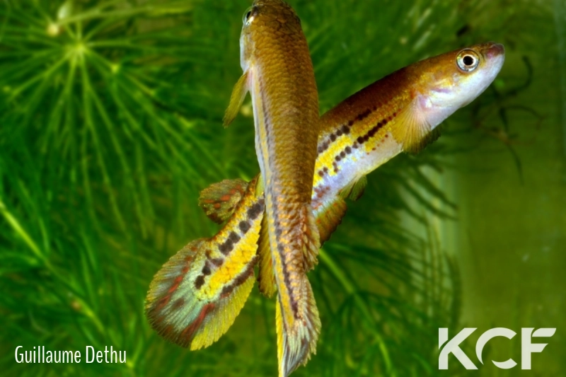 Cynodonichthys birkhahni Chiriqui Vacas PLL 08-06 male adulte 