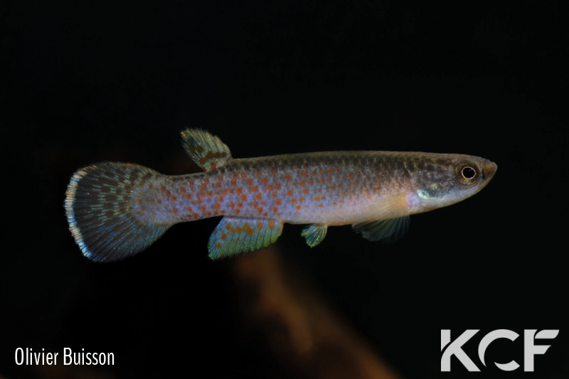 Cynodonichthys chucunaque Filo del Tallo PLL 08-02 male adulte 