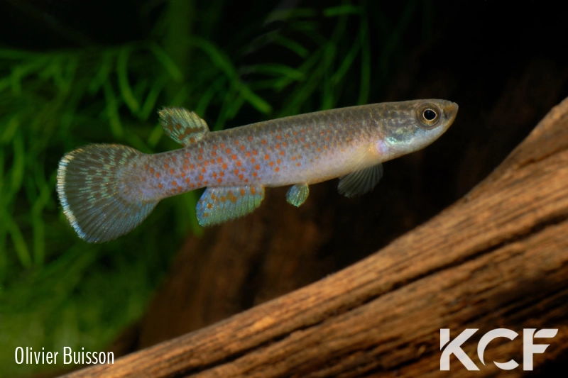 Cynodonichthys chucunaque Filo del Tallo PLL 08-02 male adulte 