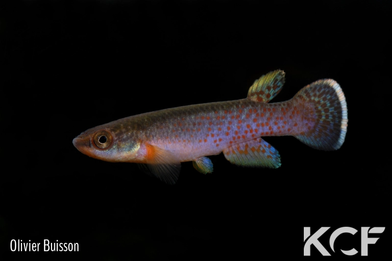 Cynodonichthys chucunaque Filo del Tallo PLL 08-02 male adulte 