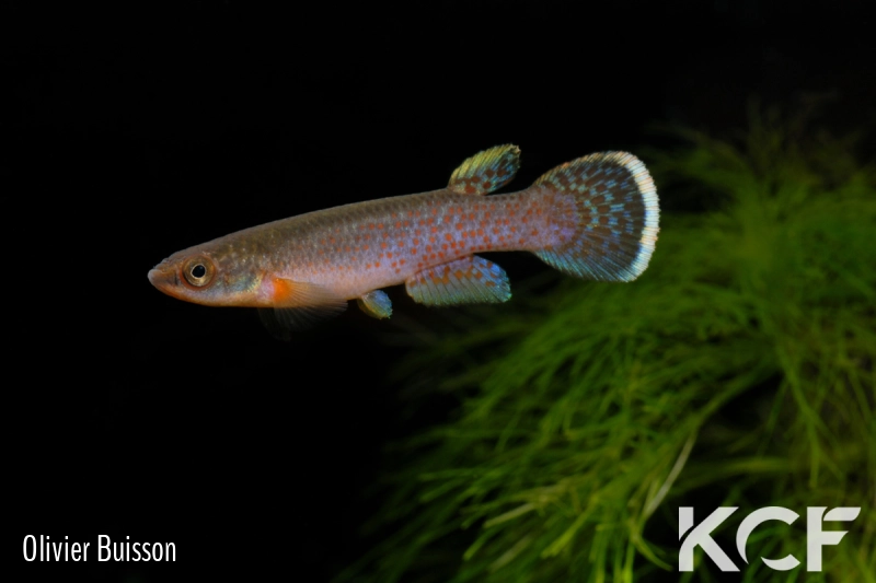 Cynodonichthys chucunaque Filo del Tallo PLL 08-02 male adulte 