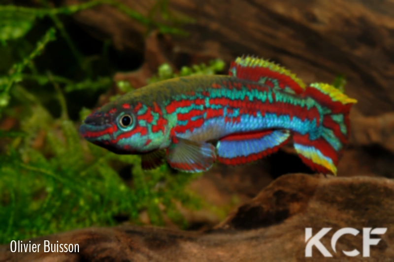 Fundulopanchax kamdemi Korup National Park male adulte 