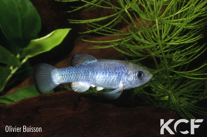 Cyprinodon nevadensis mionectes Big Spring male adulte 