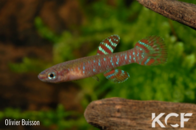 Diapteron abacinum GBG 92-10 male adulte 