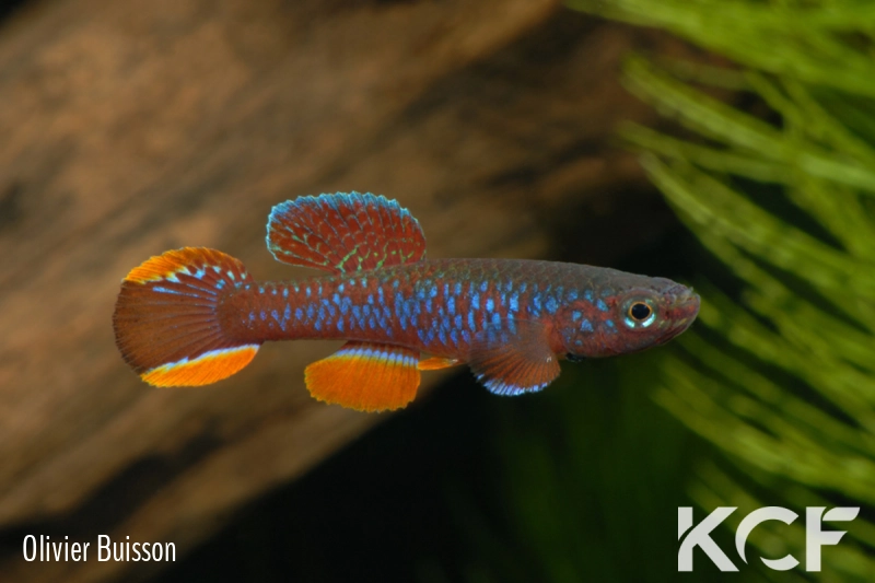 Diapteron fulgens Rivière Benaire LEC 93-07 male adulte 