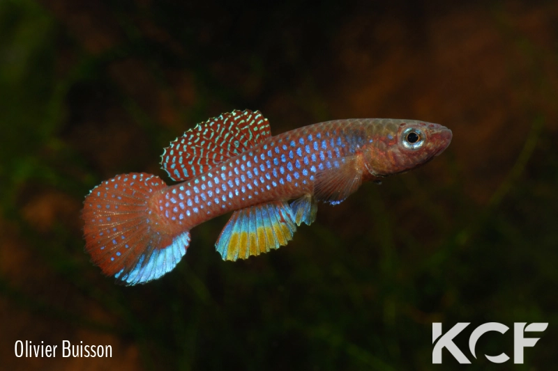 Diapteron georgiae Lolo 1 Basnière BDBG 04-15 male adulte 