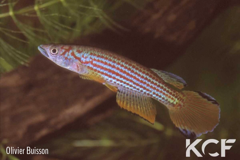 Epiplatys ansorgii Massana GJS 00-02 male adulte 