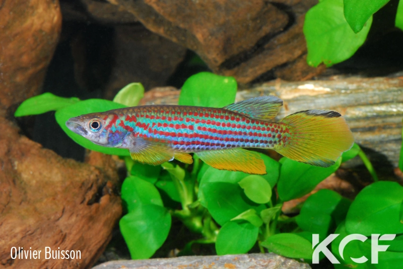 Epiplatys ansorgii Massana GJS 00-02 male adulte 