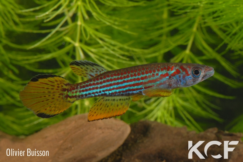 Epiplatys ansorgii Massana GJS 00-02 male adulte 