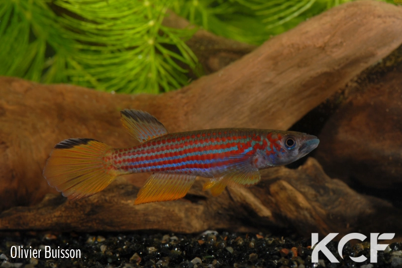 Epiplatys ansorgii Massana GJS 00-02 male adulte 