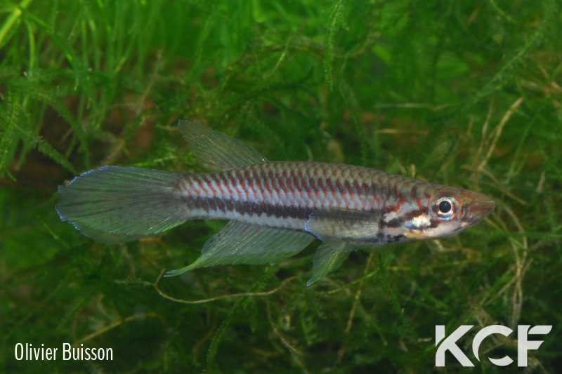 Epiplatys bifasciatus Bata male adulte 