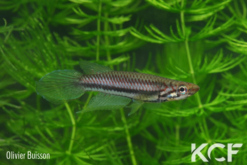 Epiplatys bifasciatus Bata male adulte 