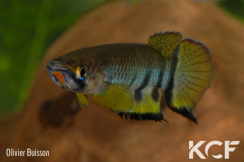 Epiplatys dageti monroviae  male adulte 