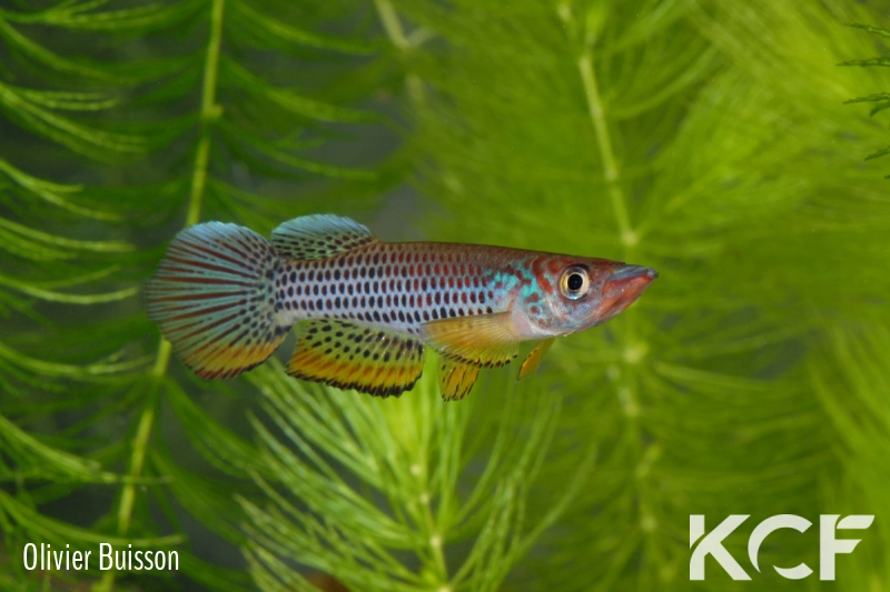 Epiplatys esekanus Mbanga CB 99-05 male adulte 