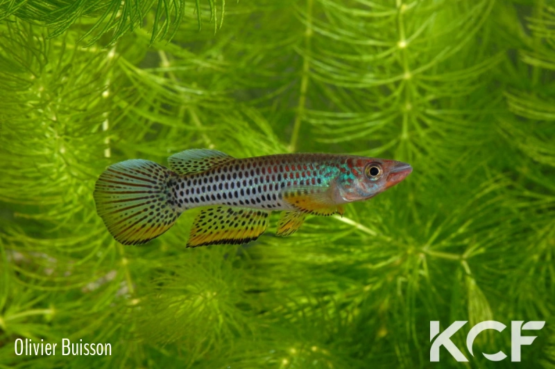 Epiplatys esekanus Mbanga CB 99-05 male adulte 