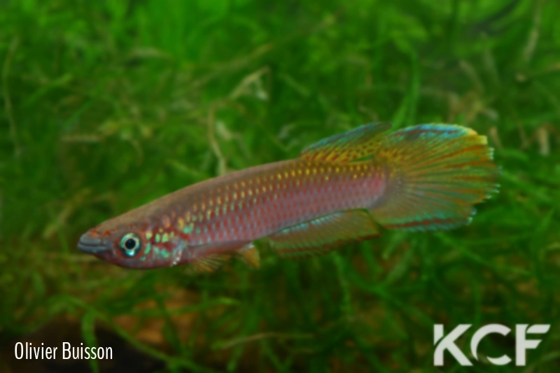 Epiplatys fasciolatus fasciolatus Coyah Manyah GM 97-17 male adulte 