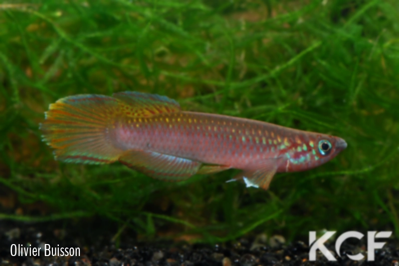 Epiplatys fasciolatus fasciolatus Coyah Manyah GM 97-17 male adulte 