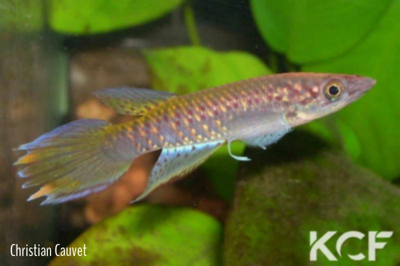 Epiplatys fasciolatus fasciolatus Bintimodia GCLR 06-20 male adulte 